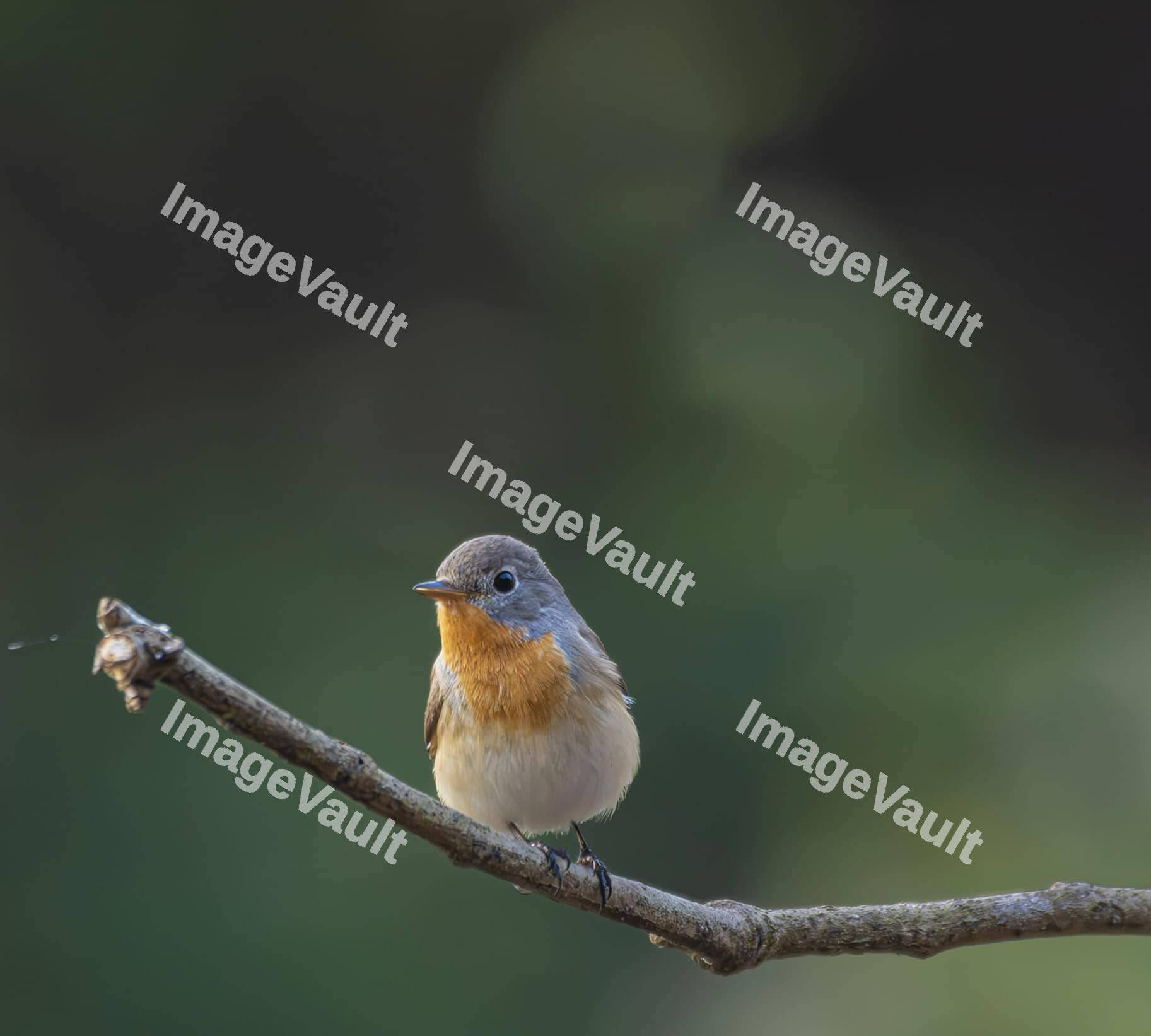 Red-breasted flycatcher sitting on a tree branch